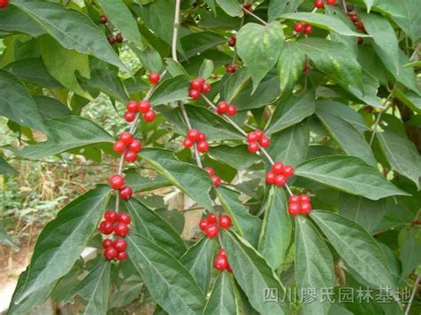 紅豆植物|红豆树（豆科红豆属植物）